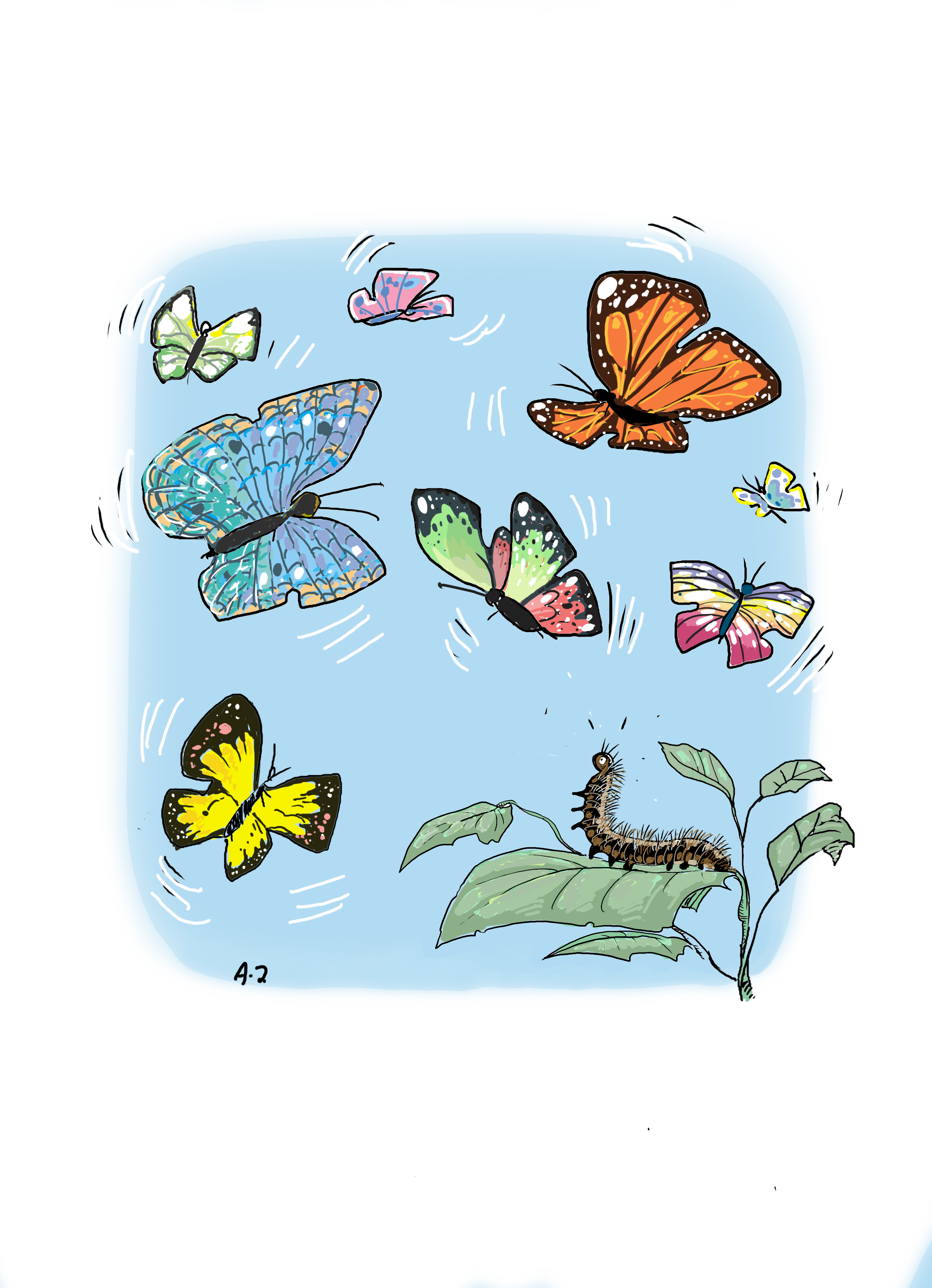 Ilustracja: motyle i larwa